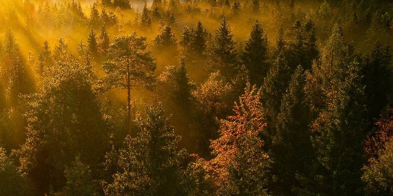 Quelles sont les différences entre un BTS MSE et un BUT Environnement ?